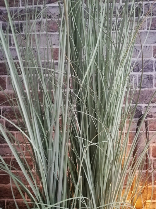 Schilf ( Deko ) in Topf